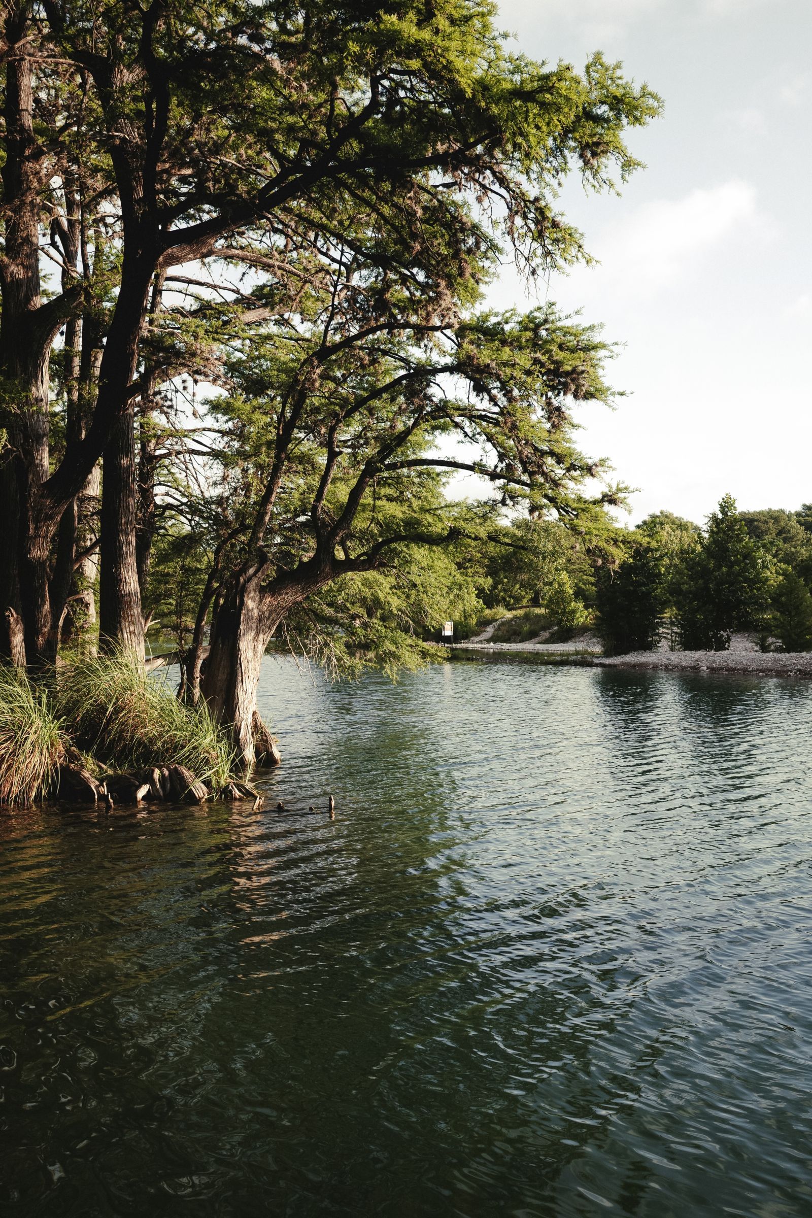Bald cypress trees lining a clear, slow river in the Texas Hill Country