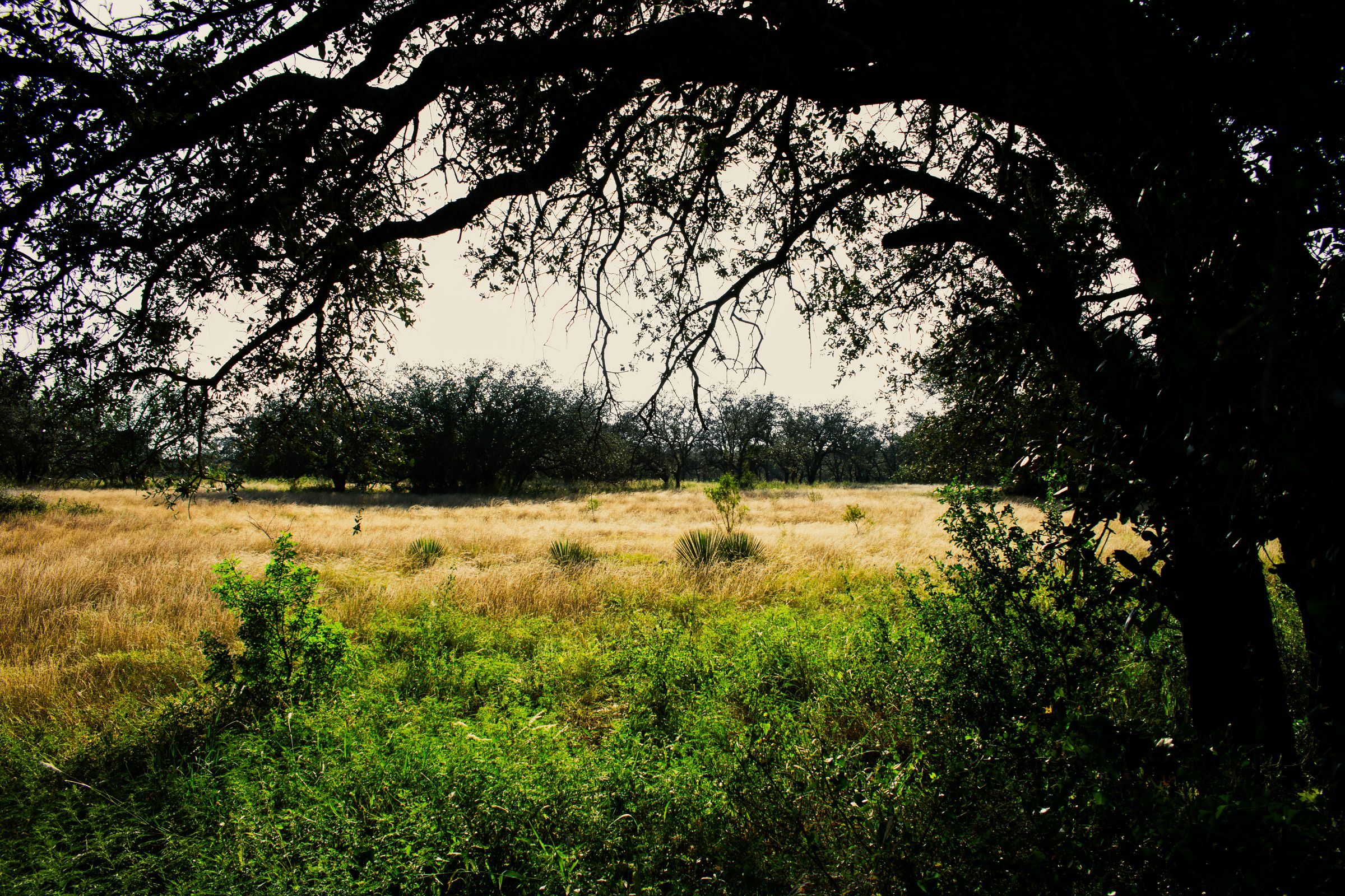 A broad live oak shading a sunlit field of native grasses in the Texas Hill Country